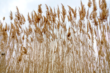 Dry plant reeds as beauty nature background, Abstract natural backdrop. Reed grass or pampas grass outdoors with daylight, life style nature scene, organic design poster. Soft selective focus
