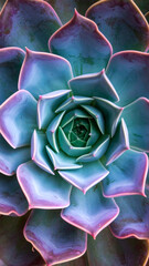 Vibrant Teal and Purple Succulent Rosette Close-Up
