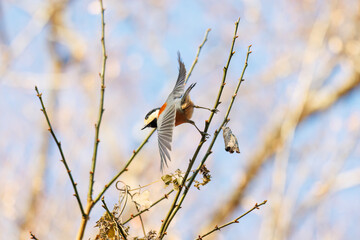飛び出し飛翔する可愛いヤマガラ（シジュウカラ科）
英名学名：Varied Tit (Sittiparus varius)
埼玉県北本市、北本自然観察公園    2025
