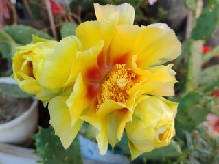 Beautiful yellow cactus flowers blooming prickly pear nature background poster high quality resolution hd 8k closeup wallpaper banner photography image photo