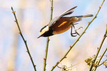 飛び出し飛翔する可愛いヤマガラ（シジュウカラ科）
英名学名：Varied Tit (Sittiparus varius)
埼玉県北本市、北本自然観察公園    2025
