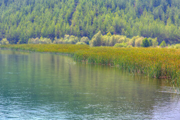 Beautiful landscape with a calm lake surrounded by lush green forests and a reeds in the foreground