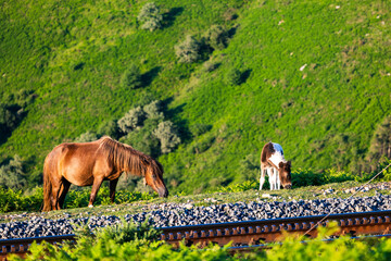 Pottok Horses and Foals, Traditional Basque Breed, Around the Rack Railway of La Rhune