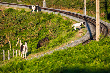 Pottok Horses and Foals, Traditional Basque Breed, Around the Rack Railway of La Rhune