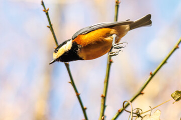 飛び出し飛翔する可愛いヤマガラ（シジュウカラ科）
英名学名：Varied Tit (Sittiparus varius)
埼玉県北本市、北本自然観察公園    2025
