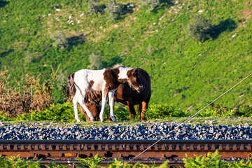Pottok Horses and Foals, Traditional Basque Breed, Around the Rack Railway of La Rhune