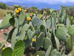 Beautiful yellow cactus flowers blooming prickly pear nature background poster high quality resolution hd 8k closeup wallpaper banner photography image photo