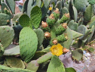 Beautiful yellow cactus flowers blooming prickly pear nature background poster high quality resolution hd 8k closeup wallpaper banner photography image photo