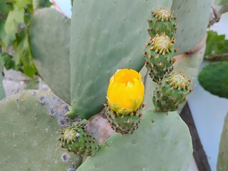 Beautiful yellow cactus flowers blooming prickly pear nature background poster high quality resolution hd 8k closeup wallpaper banner photography image photo