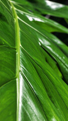 Vibrant Green Leaf Macro with Detailed Veins and Texture