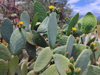 Beautiful yellow cactus flowers blooming prickly pear nature background poster high quality resolution hd 8k closeup wallpaper banner photography image photo