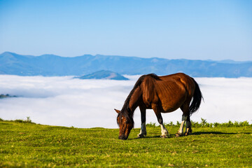 Traditional Basque Pottok Horse Facing a Sea of Clouds in the La Rhune Landscape
