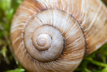 A shell with a spiral pattern is shown in a green mossy area