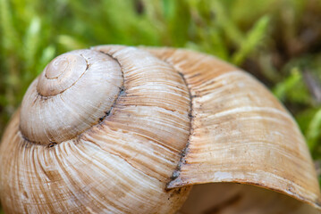 A shell with a spiral pattern is shown in a green mossy area