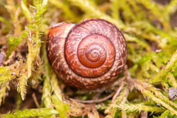 A brown snail lies on the green grass in the forest The grass around is wet, like moss.