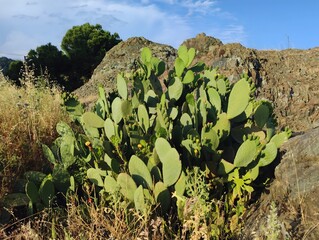 Beautiful big yellow cactus flowers blooming prickly pear nature background poster high quality resolution hd 8k closeup wallpaper banner photography image photo