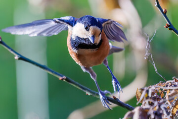 飛び出し飛翔する可愛いヤマガラ（シジュウカラ科）
英名学名：Varied Tit (Sittiparus varius)
埼玉県北本市、北本自然観察公園    2025

