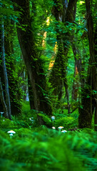 Lush green forest with mosscovered trees and small white mushrooms