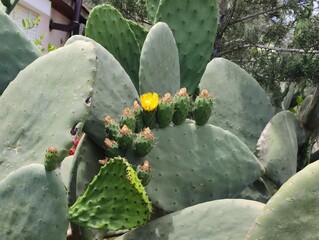 Beautiful yellow cactus flowers blooming prickly pear nature background poster high quality resolution hd 8k closeup wallpaper banner photography image photo