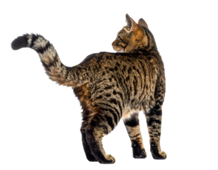 A brown tabby cat with black stripes stands alert, looking to the side with its tail raised.