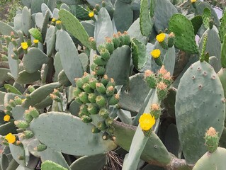 Beautiful yellow cactus flowers blooming prickly pear nature background poster high quality resolution hd 8k closeup wallpaper banner photography image photo