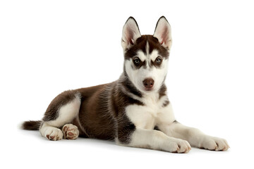 Obraz premium Siberian Husky Puppy Image, Brown and White Coat Isolated on White Background