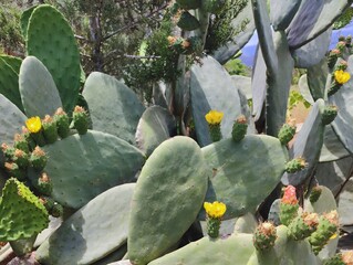 Beautiful yellow cactus flowers blooming prickly pear nature background poster high quality resolution hd 8k closeup wallpaper banner photography image photo