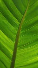 Vibrant Green Leaf Close-Up: Nature's Detailed Pattern