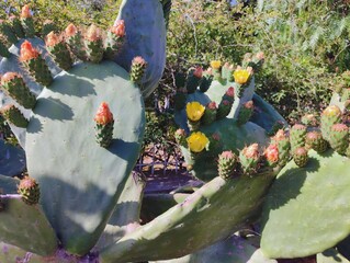 Beautiful yellow cactus flowers blooming prickly pear nature background poster high quality resolution hd 8k closeup wallpaper banner photography image photo