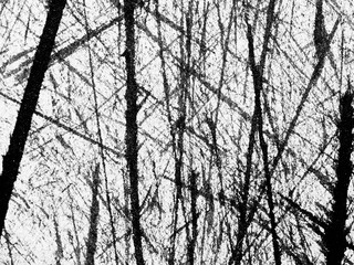 Intricate patterns of bare branches create a textured backdrop in a winter forest landscape