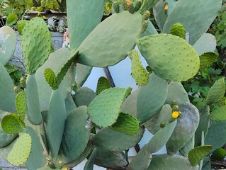 Beautiful yellow cactus flowers blooming prickly pear nature background poster high quality resolution hd 8k closeup wallpaper banner photography image photo