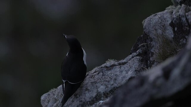 Bird mating courtship on the rock, Runde island, Norway. Razorbill, Alca torda, arctic black and white bird sitting on the rock, nature habitat, Iceland. Sea bird from Norway, on the rocky cliff. 