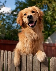 Happy and funny golden retriever dog standing on wooden fence in backyard on a sunny day.