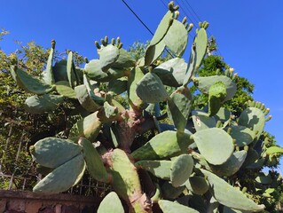Beautiful big huge cactus growing prickly pear nature background poster high quality resolution hd 8k closeup wallpaper banner photography image photo