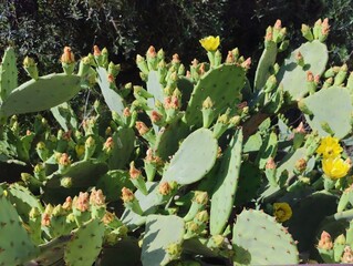 Beautiful big yellow cactus flowers blooming prickly pear nature background poster high quality resolution hd 8k closeup wallpaper banner photography image photo