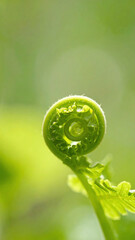 Vibrant Green Fiddlehead Fern Unfurling with Dew Drops
