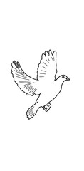 dove of peace
