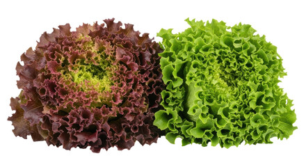 Isolated Red and Green Lettuce Heads