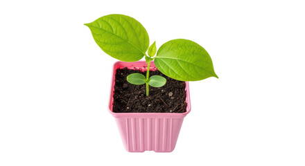 Isolated Plant Seedling in Pink Pot