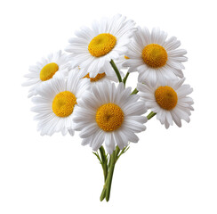 PNG White daisy flower bush border daisies flowers bouquet isolated