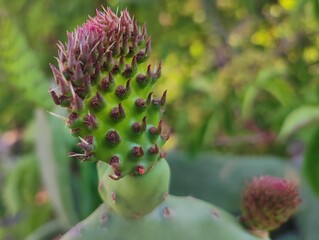 Beautiful cactus growing prickly pear nature background poster high quality resolution hd 8k closeup wallpaper banner photography image photo