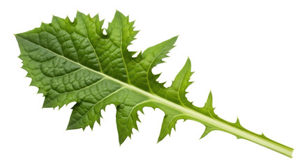 Isolated Artichoke Leaf