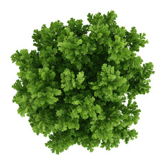 Fototapeta premium Overhead view of a lush green leafy tree, isolated on black background