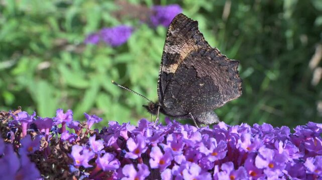 Small Tortoiseshell butterfly (Aglais urticae) feeding on Buddleia flowers. July, Kent, UK [Slow motion x5]