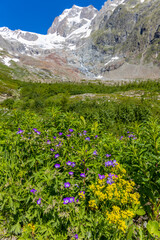 Obraz premium Courmayeur mountain valleys Val Veny and Val Ferret in the Alps in Italy. Rocky snow mountain peaks above green blooming flower valley on sunny day. Tour du Montblanc mountain landscape in the Alps