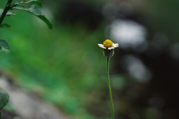 The vibrant blooming wildflowers in the bright spring garden showcase the beauty of nature and the colorful flora, perfect for health care.