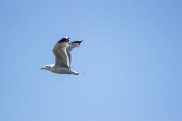 A lone seagull gracefully soars through the vast expanse of the bright blue sky