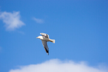 A lone seagull gracefully soars through the vast expanse of the bright blue sky