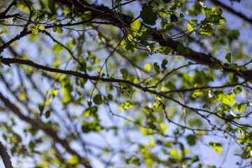 Beautiful green leaves on branches against a bright blue sky in the warm sunlight