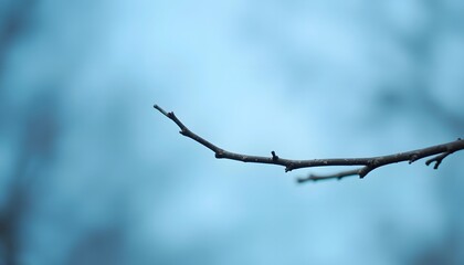 A bare brown tree branch extends across a soft muted blue background